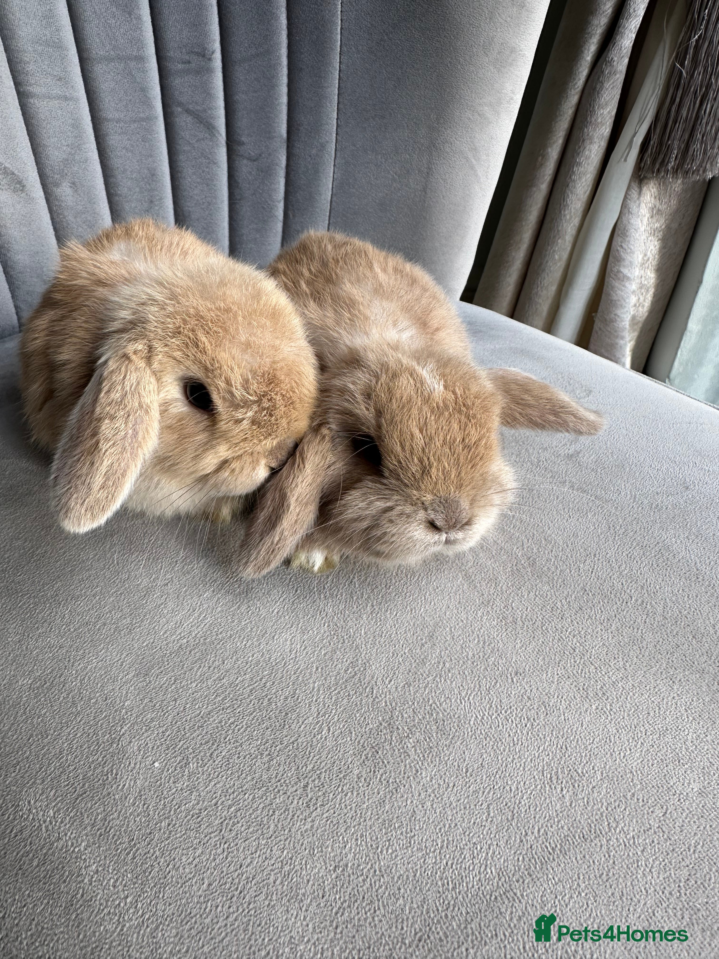 Mini Lop rabbits 2 handsome male mini lop baby brothers. - Advert 14