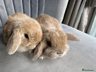 Mini Lop rabbits 2 handsome male mini lop baby brothers. - Advert 14
