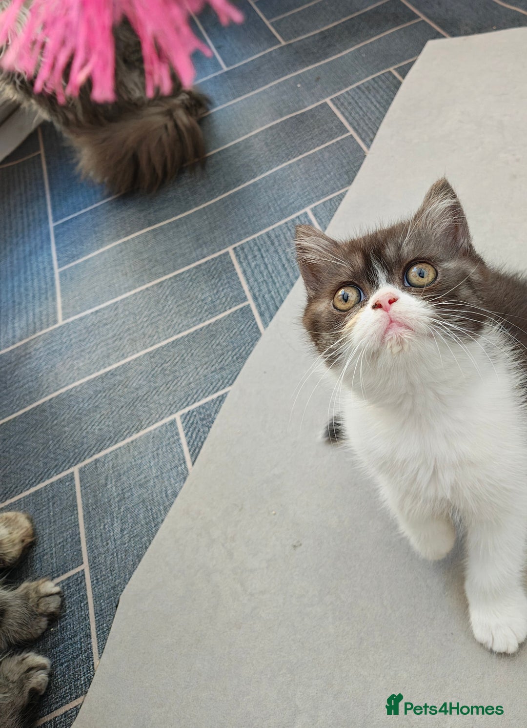 Persian cats for sale: Pure short hair Persian girl  - Image 9