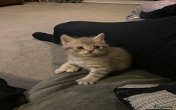 Scottish Fold cats for sale: Beautiful Scottish fold kittens - Image 30