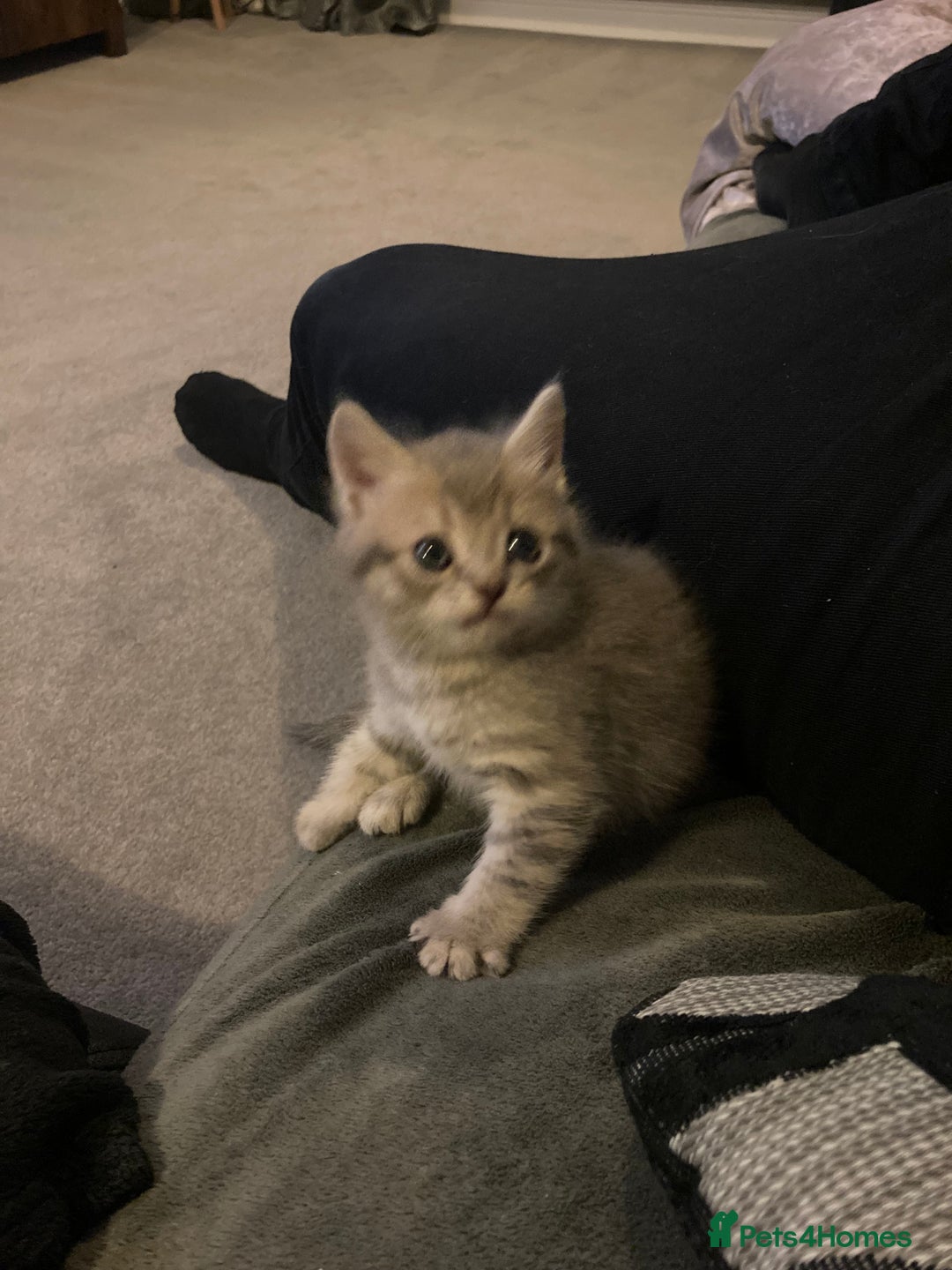 Scottish Fold cats for sale: Beautiful Scottish fold kittens - Image 30
