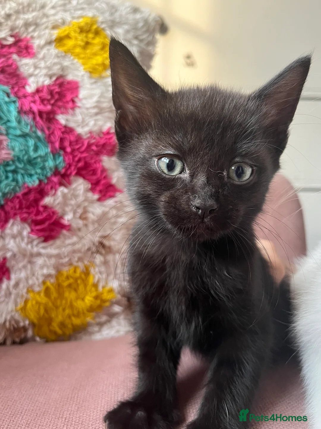 Mixed Breed cats for sale: Kittens for sale  in Maidstone - Advert 2