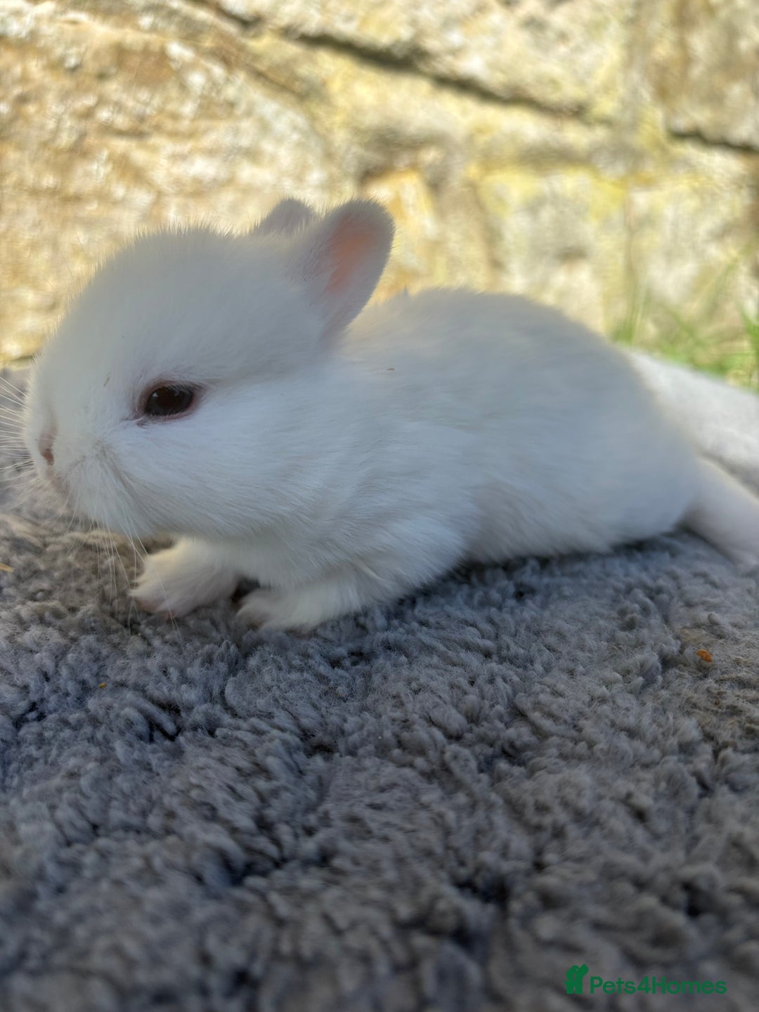 Netherland Dwarf rabbits for sale: 5 Sweet Netherland Dwarf bunnies  - Image 6