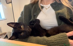 Domestic Shorthair cats for sale: Gorgeous 3 Month Old Kitten  - Image 6