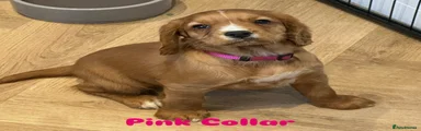 Pink Collar