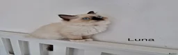 Ragdoll cats for sale: Purebread Ragdoll Kittens - TICA YORKSHIRE - Advert 11