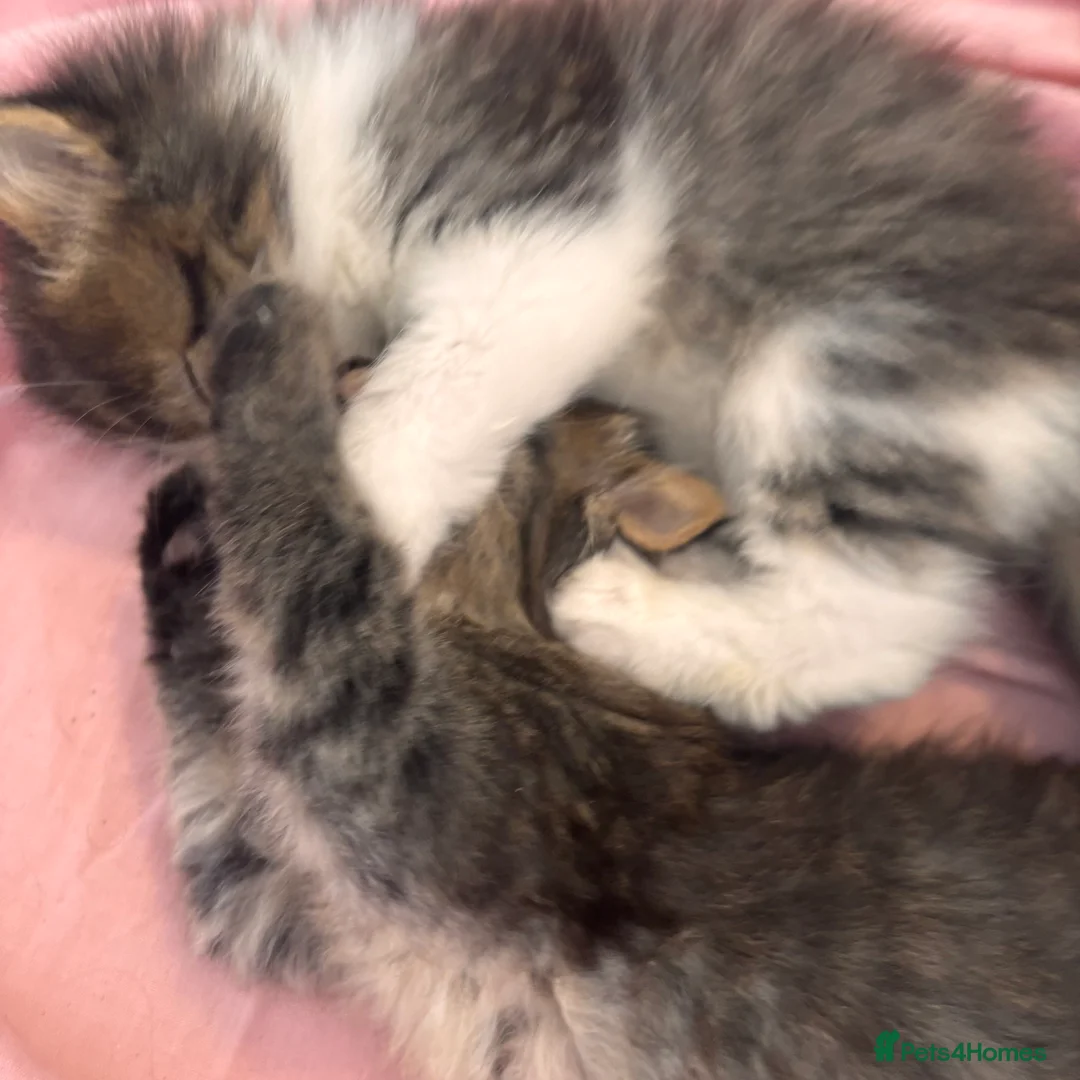 British Longhair cats for sale: Long hair tabby kittens ready to go - Advert 12