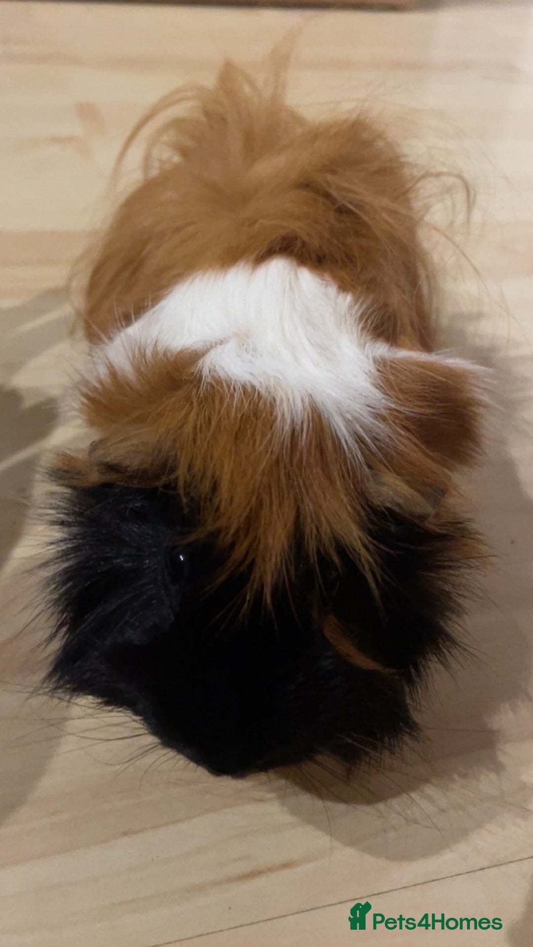 Guinea Pig rodents for sale: Male guinea pigs for sale - Advert 6