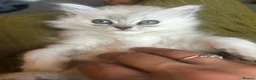 Persian cats for sale: READY 7-Persian kittens for sale males & Females - Advert 35