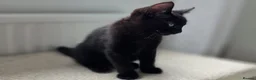 American Shorthair cats for sale: 2 Beautiful Mixed American Shorthair Kittens in Nottingham - Advert 13