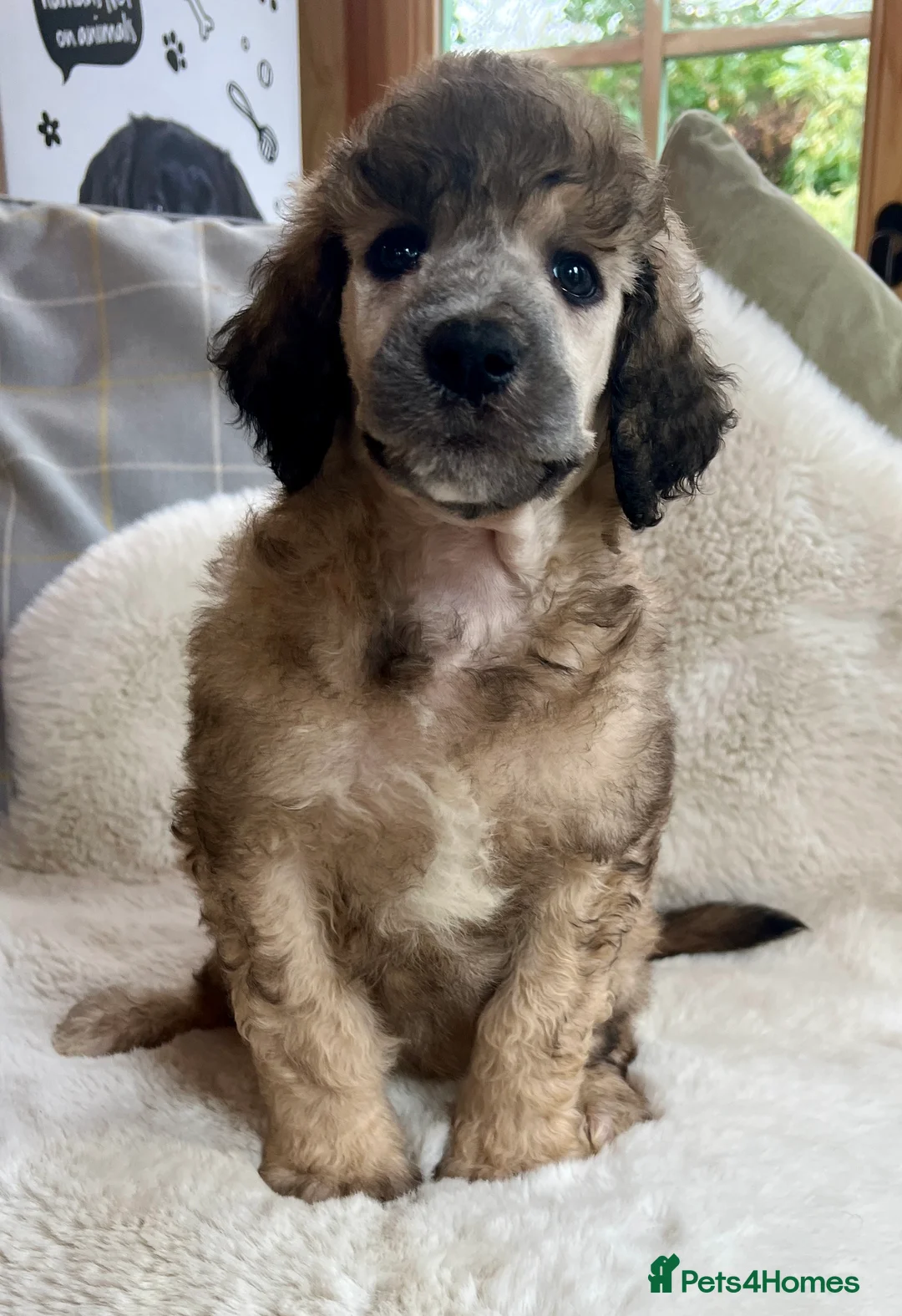 Standard Poodle dogs for sale: Stunning KC reg standard poodles  - Advert 14