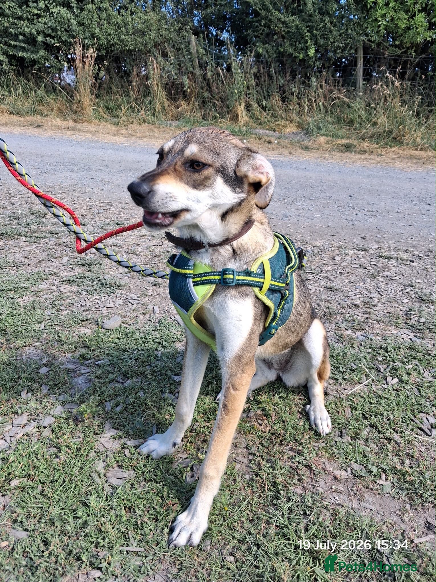 Mixed Breed dogs Star ⭐  - Advert 2