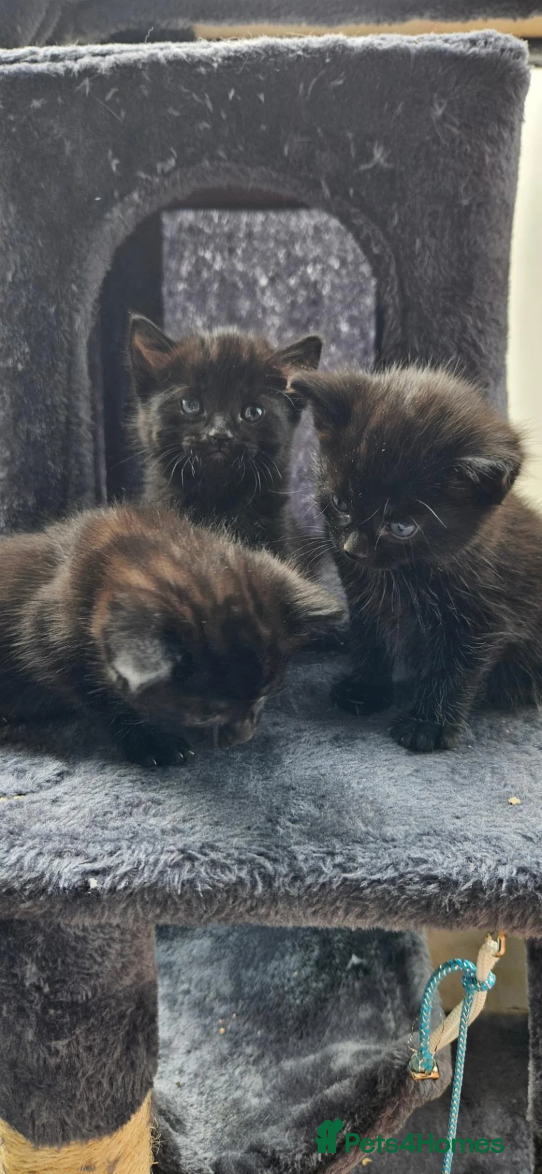 Mixed Breed cats for sale: 3 Adorable adventurers - Advert 2