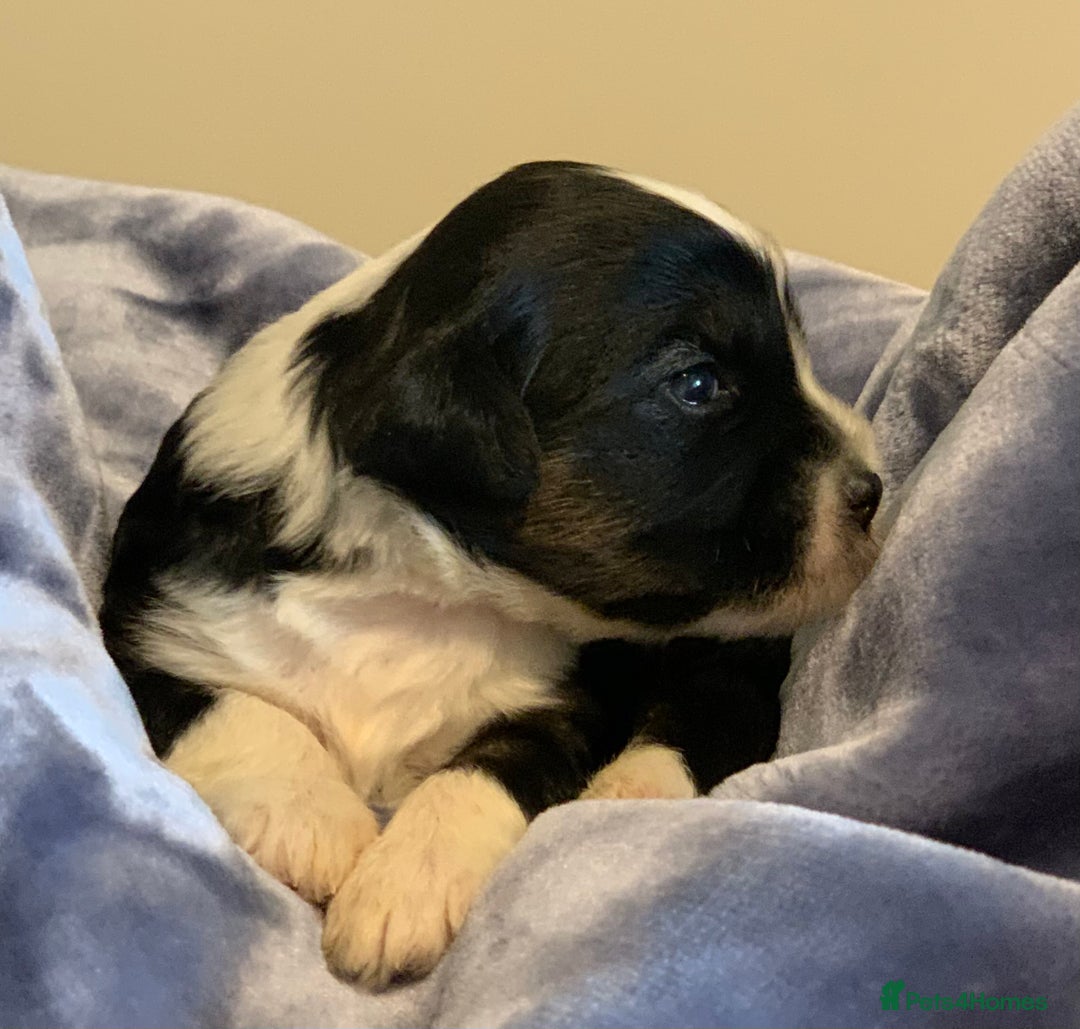 Tibetan Terrier dogs for sale: Lovely Litter of KC Reg Tibetan Terrier puppies  - Advert 12