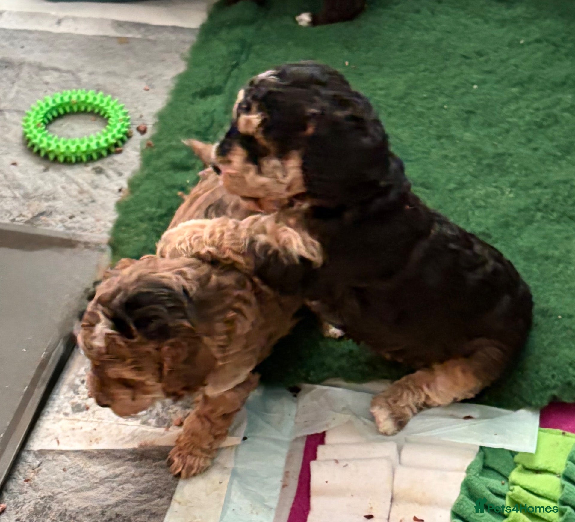 Cockapoo dogs Rare Chocolate Merle, Phantoms,Teddybear Girls | - Advert 2