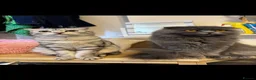 Scottish Fold cats for sale: 3 beautiful Scottish fold kittens for sale  - Advert 2