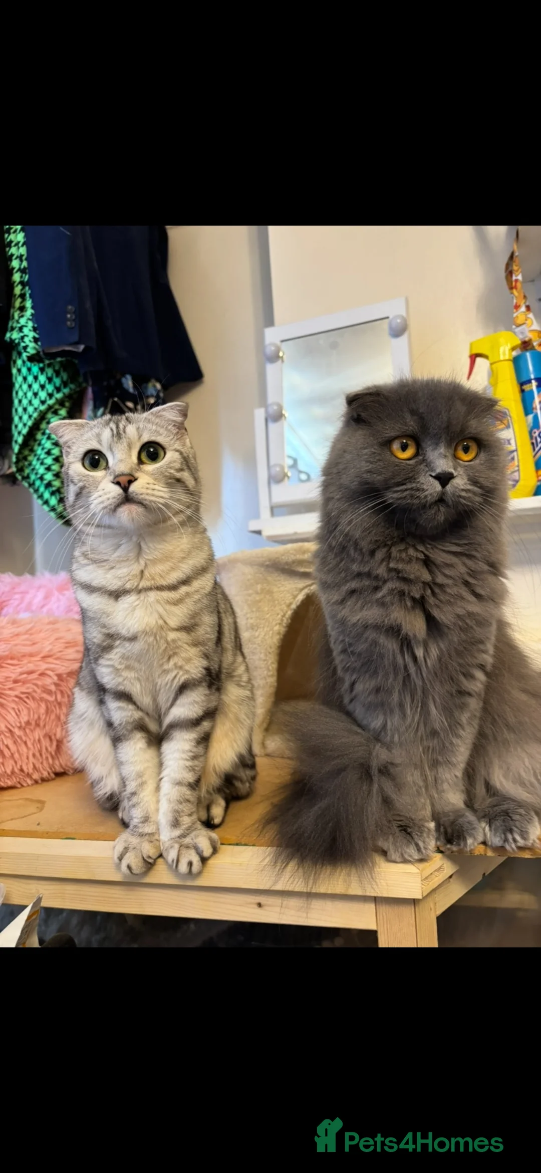 Scottish Fold cats for sale: 3 beautiful Scottish fold kittens for sale  - Advert 2