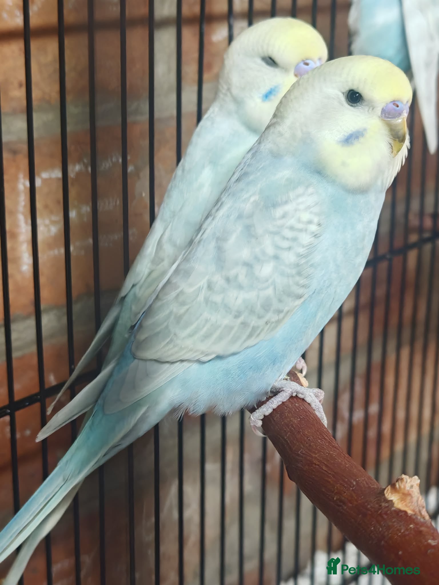 Budgerigars birds Baby budgies - Advert 2