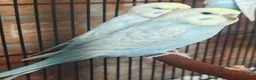 Budgerigars birds for sale: Baby budgies - Advert 1
