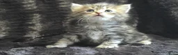Siberian cats for sale: Pure Siberian kittens  - Advert 5