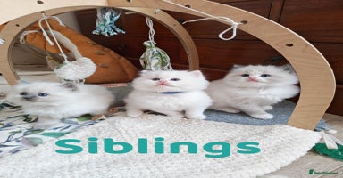 Ragdoll cats GCCF REGISTER KITTENS  - Advert 1