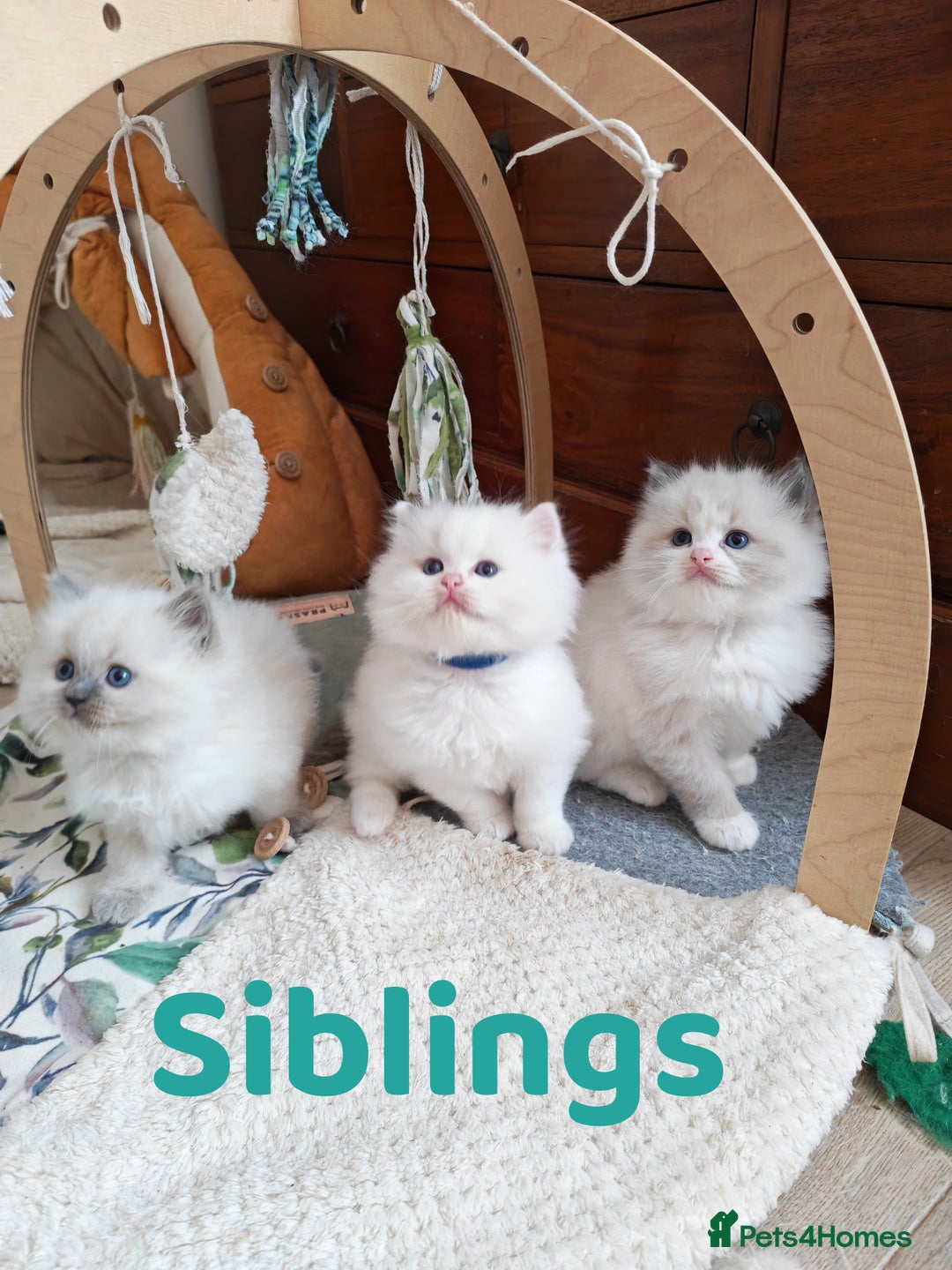 Ragdoll cats for sale: GCCF REGISTER KITTENS  - Advert 24