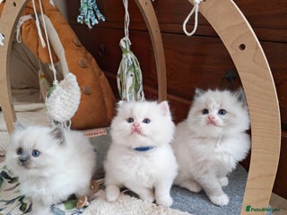 Ragdoll cats GCCF REGISTER KITTENS - Advert 1