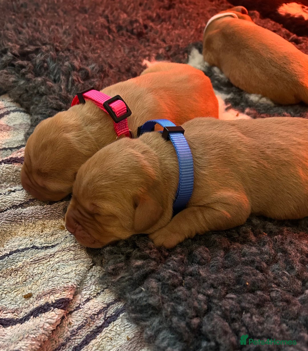 Labrador Retriever dogs for stud: Health Tested Fox red Labrador for Stud  in Wisbech - Advert 11