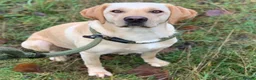 Labrador Retriever dogs for sale: KC registered Labrador Retriever puppies  - Advert 7