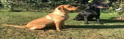 Labrador Retriever dogs for sale: KC Registered Labrador Retriever puppies  - Advert 25