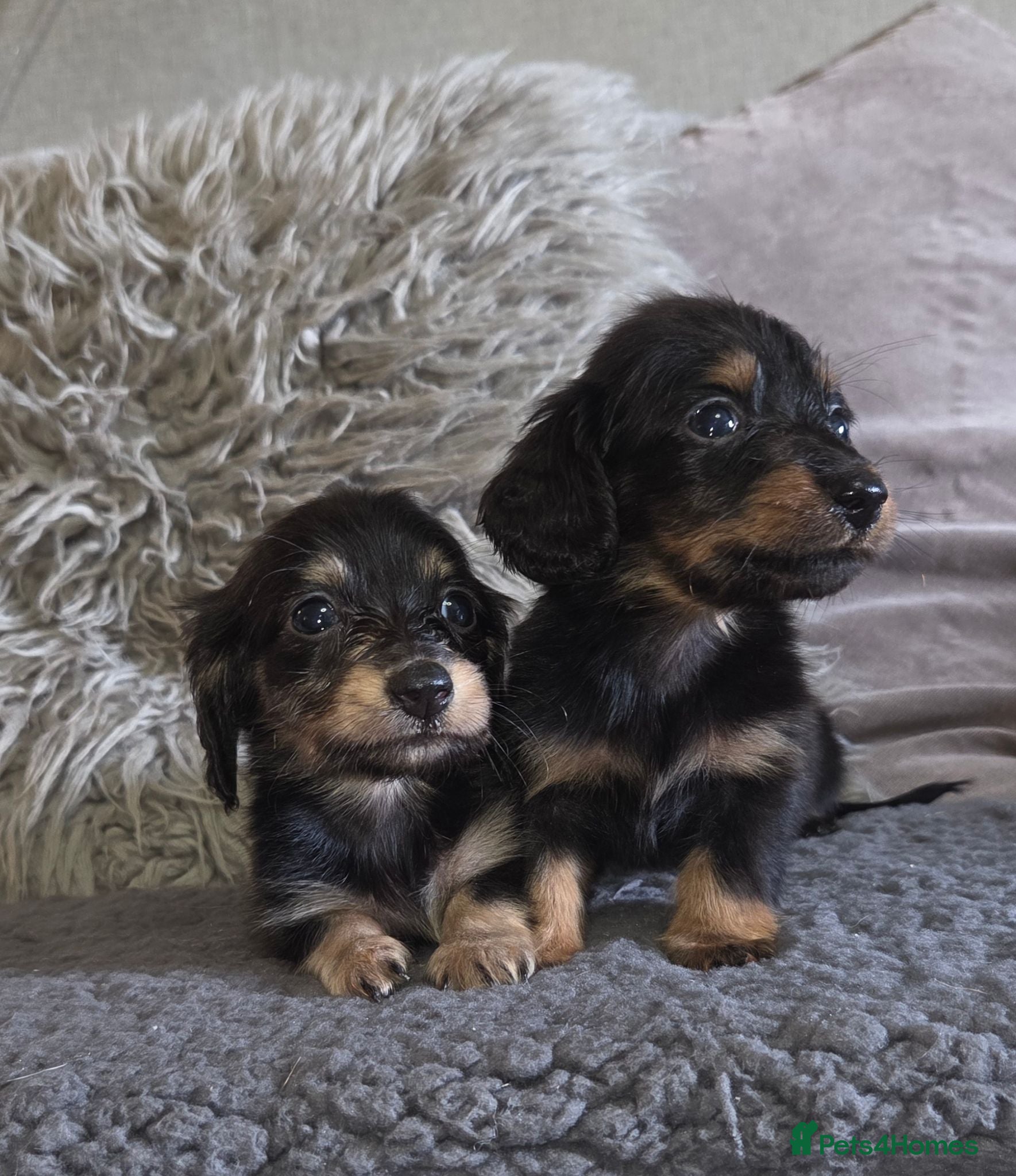 Miniature Dachshund dogs True longhaired minature dachshunds  - Advert 1
