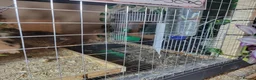 Quail poultry for sale: Quails and full set up - Advert 13