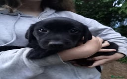 Labrador Retriever dogs for sale: KC Registered Labrador Retriever Puppies in Ross-on-Wye - Image 25