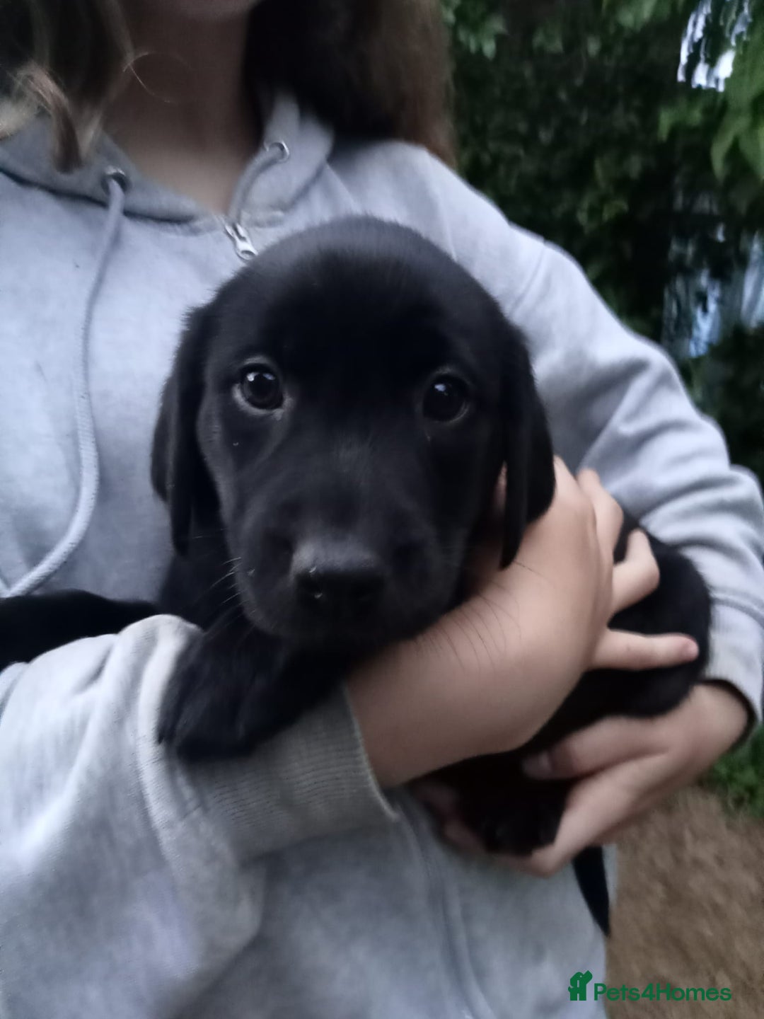 Labrador Retriever dogs for sale: KC Registered Labrador Retriever Puppies in Ross-on-Wye - Image 25