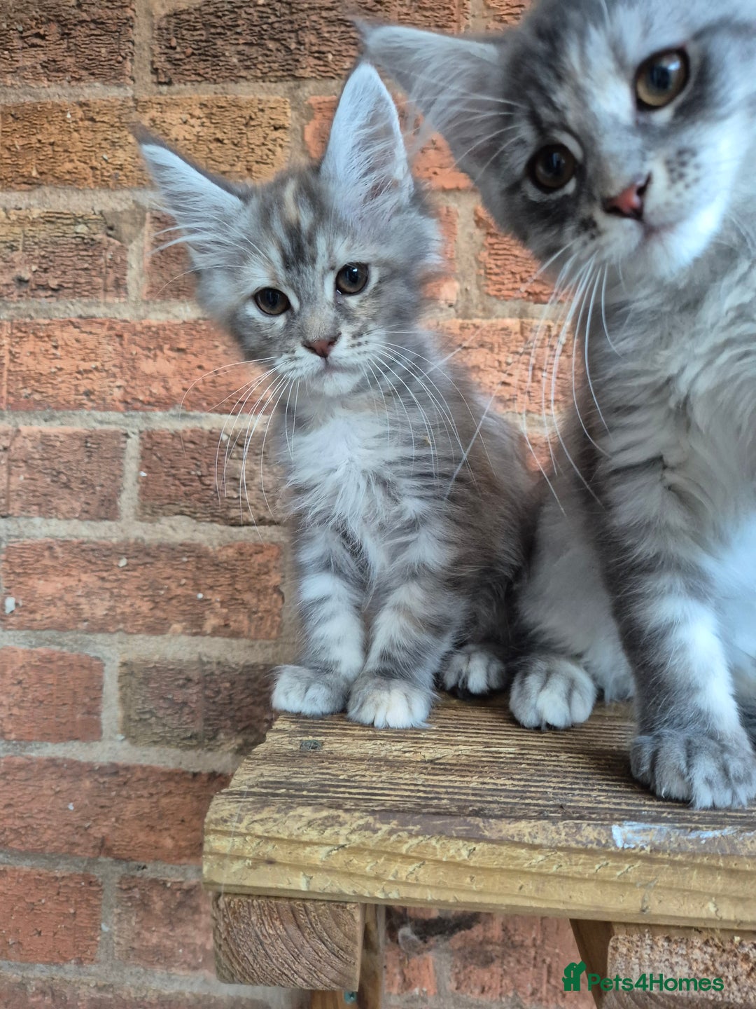 Maine Coon cats for sale: 2 Boys 3 girls Maine Coones kittens - Advert 5