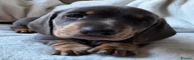 Miniature Dachshund 1
