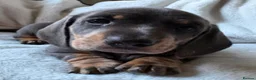 Miniature Dachshund dogs for sale: Stunning rare colours miniature dachshunds  - Advert 19