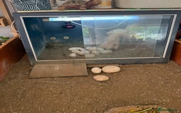 Tortoise reptiles for sale: Horsefield Tortoise and set up - Image 9