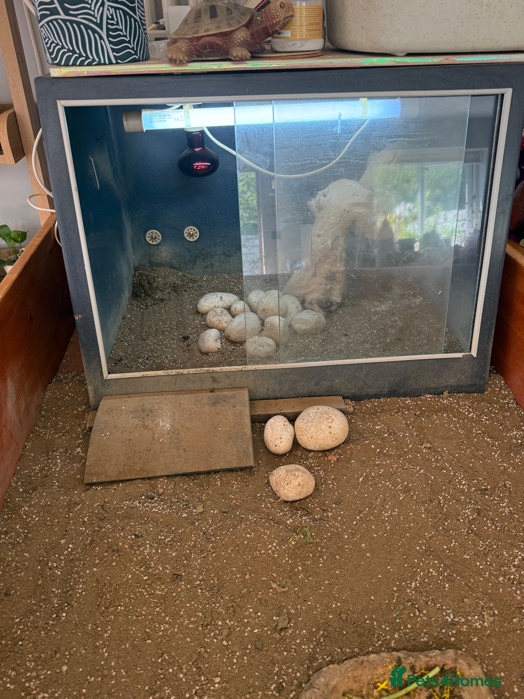 Tortoise reptiles for sale: Horsefield Tortoise and set up - Image 9