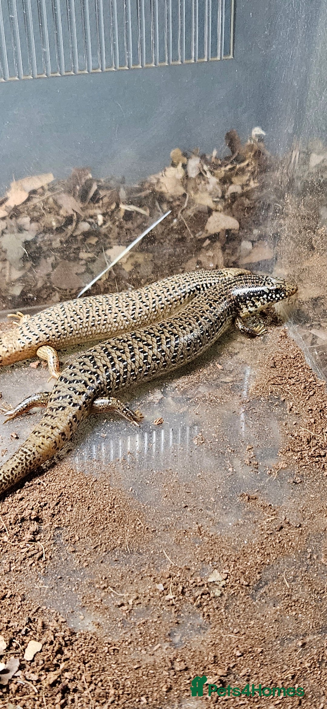 Skink reptiles for sale: X4 ocellated skinks and set up - Advert 3