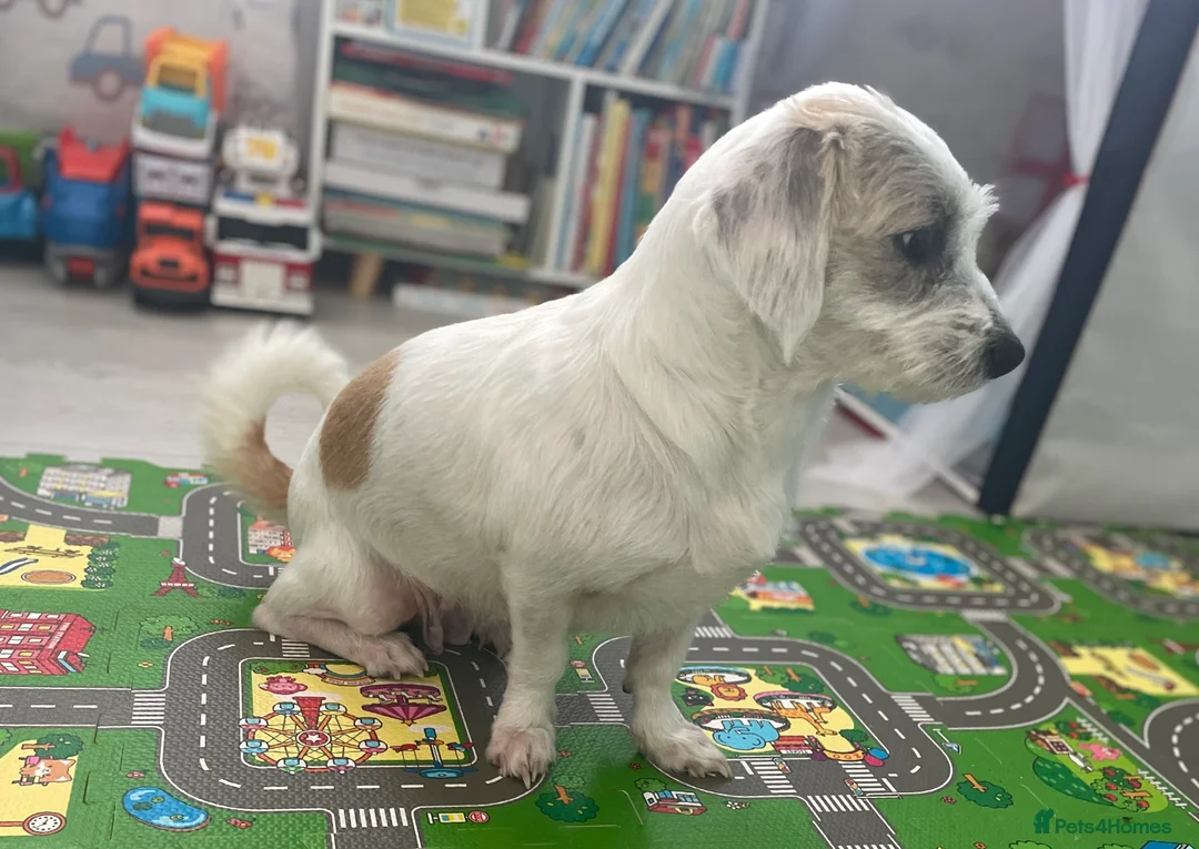 Mixed Breed dogs for sale: Bella - Advert 2