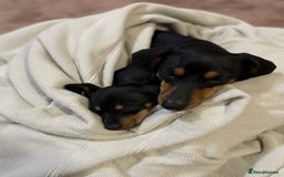 Chiweenie dogs for sale: Dachshund 1 girl left - Image 3