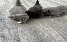 Mixed Breed cats for sale: Very friendly beautiful fluffy kittens  - Image 6