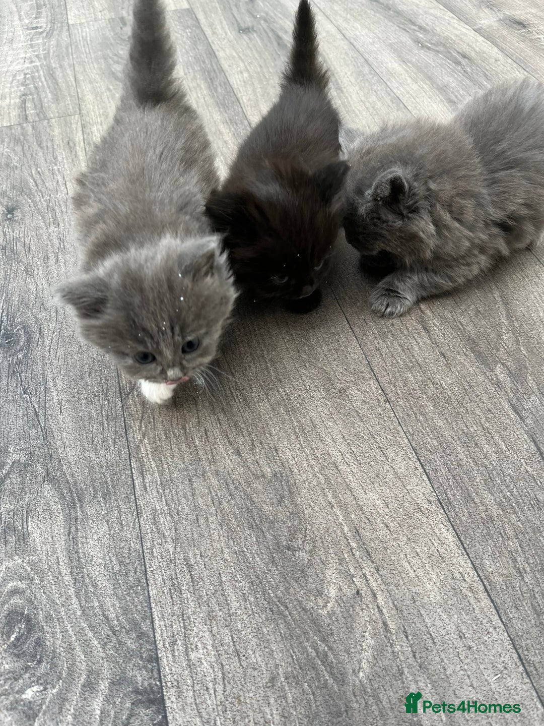 Mixed Breed cats for sale: Very friendly beautiful fluffy kittens  - Image 6
