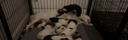 English Springer Spaniel dogs for sale: Well bred springer pups  - Advert 7