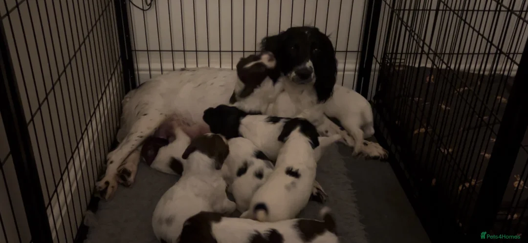 English Springer Spaniel dogs for sale: Well bred springer pups  - Advert 7