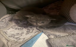 Ragdoll cats for sale: Ragdoll cross Norwegian forest cat - Image 9