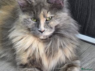 Maine Coon cats TICA REGISTERED DNA CLEAR MAINE Coons 🐈🐈🐈 - Advert 1