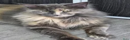 Maine Coon cats for sale: TICA REGISTERED DNA CLEAR MAINE Coons 🐈🐈🐈 - Advert 3