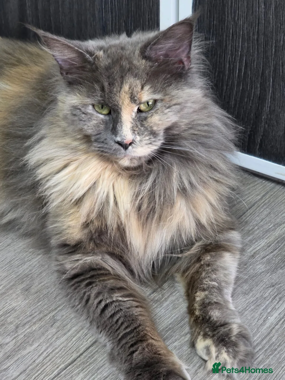Maine Coon cats for sale: TICA REGISTERED DNA CLEAR MAINE Coons 🐈🐈🐈 - Advert 3